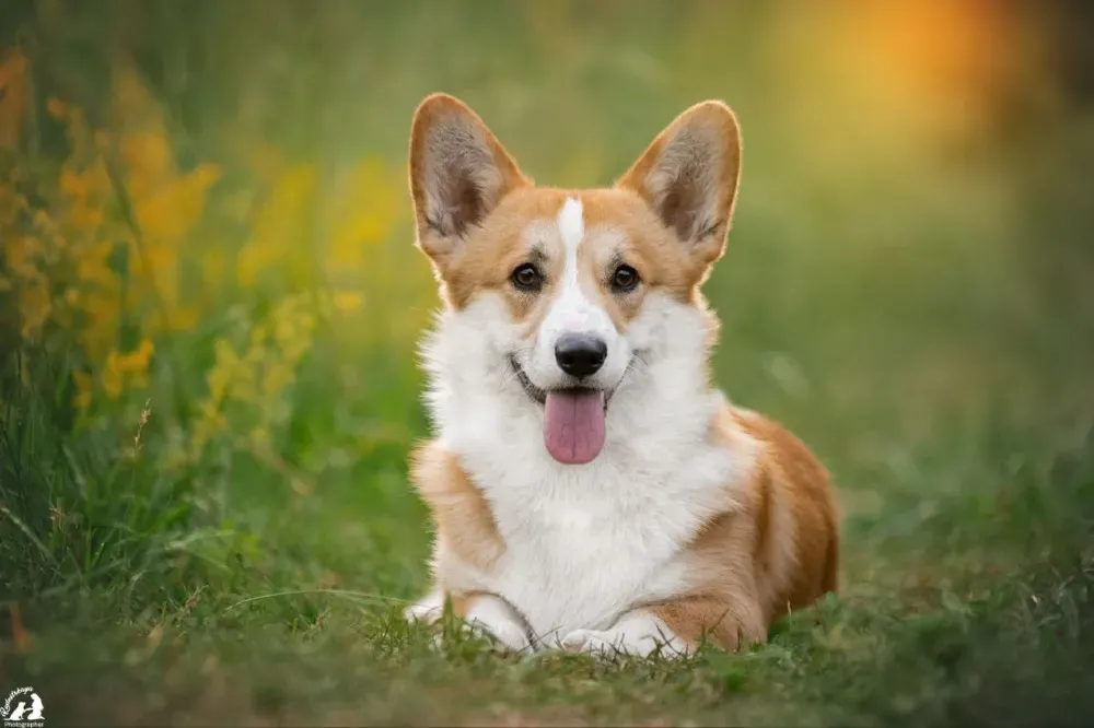 Дуже красивий хлопчик вельш коргі пемброк Харків - зображення 3