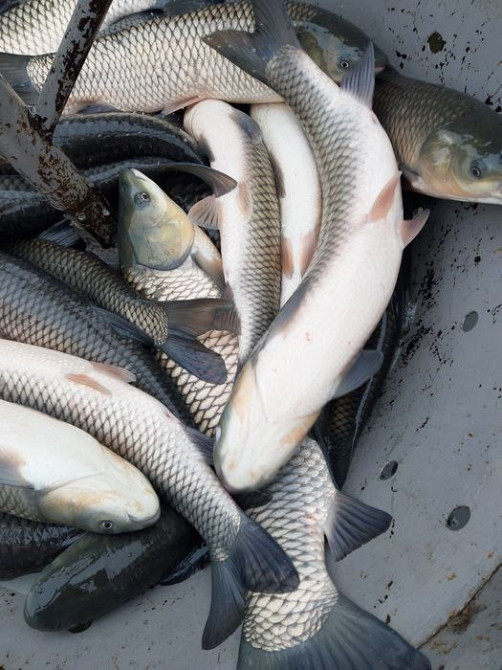 Зарибок окуня, карася, коропа, товстолоба, білого амура, судака, щуки Біла Церква - зображення 5