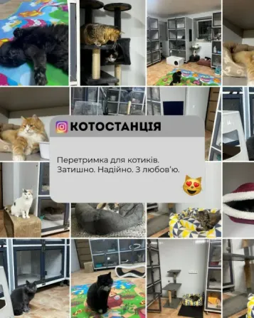 Котоготель у центрі Києва–турбота, комфорт і любов для вашого котика Київ - зображення 7
