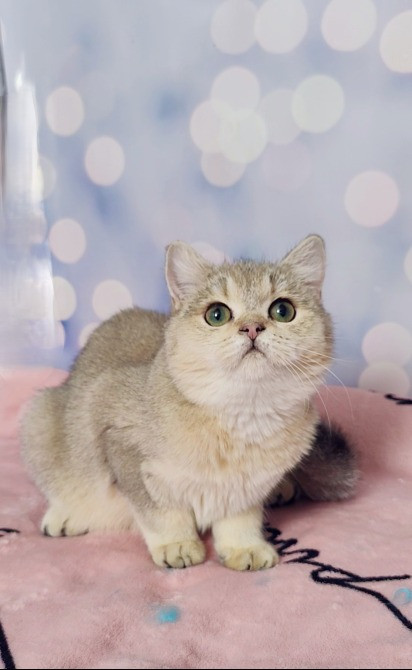 Британські кошенята золота дівчинка Одеса - зображення 1