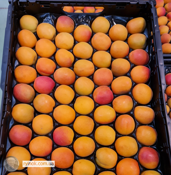 Продаємо абрикос Київ - зображення 6