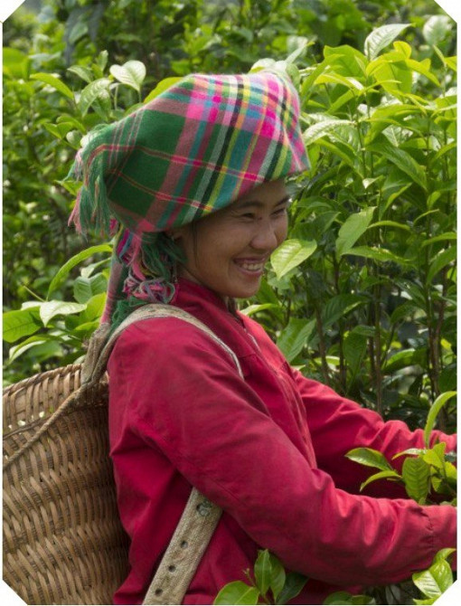 Продаж оригінального англійського якісного чаю бренду Lyons Львів - зображення 5