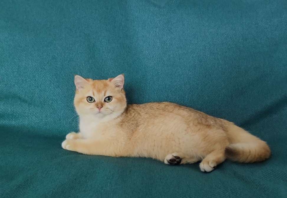 Золота британська шиншила окрас ny12 Львів - зображення 2