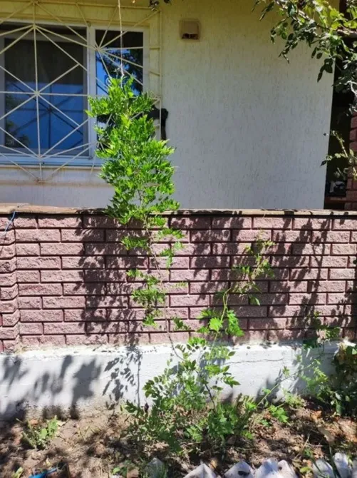 Дом дача очень классная Овідіополь - зображення 5