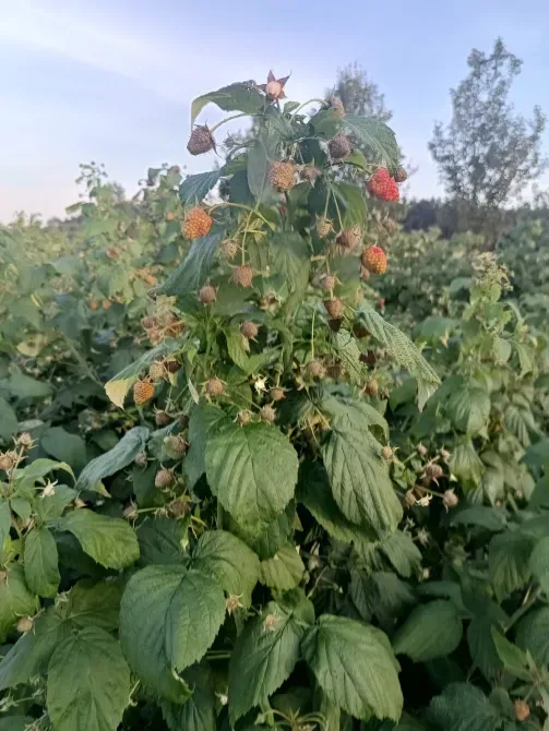 Саджанці малини ремонтантної Луцьк - зображення 3