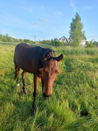 Продам жеребчика три роки або обмін на телицю чи корову Іванків
