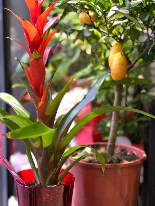 Квіти, рослини ЖК Варшавський+, купити, замовити доставка FlowerLove Київ - зображення 5