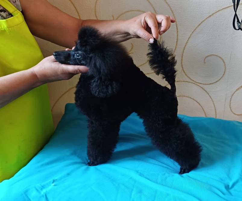 Пудель той підліток 8 місяців Дніпро - зображення 3