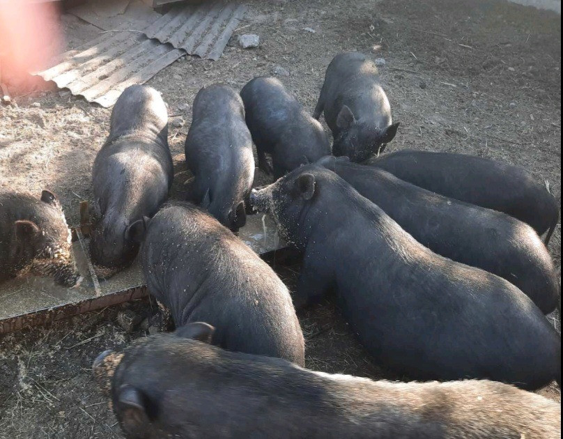 Продам вьетнамских свиней Запоріжжя - зображення 1