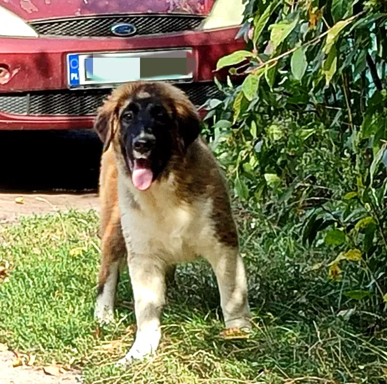 Московська сторожова Буча - зображення 8