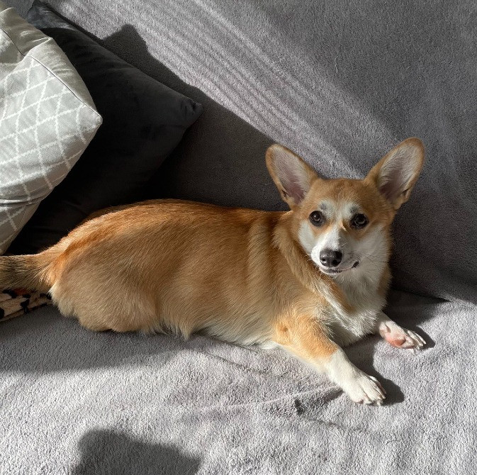 Щенки Вельш Корги Пемброк Київ - зображення 8