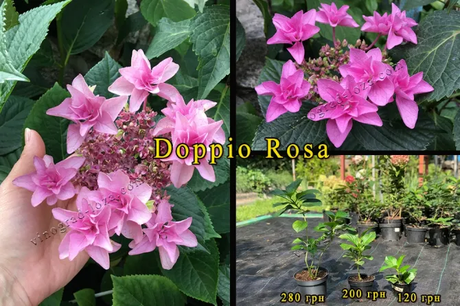 Гортензія Doppio Rosa. Саджанці Харків - зображення 1