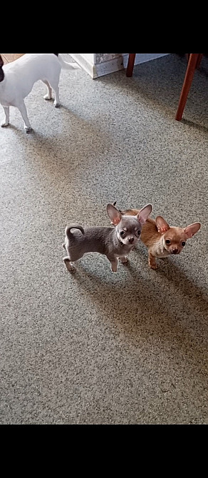 Продажа щенков породы чихуахуа, два мальчика и девочка Подільськ - зображення 2