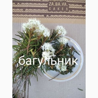 Багно Луцьк - зображення 1