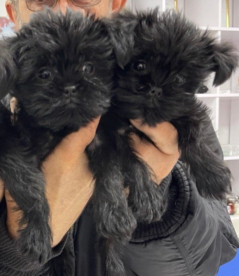 Щенки аффенпинчера очень редкой породы Дніпро - зображення 4