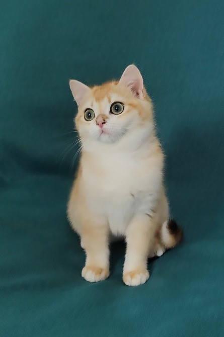 Золота британська шиншила окрас ny12 Львів - зображення 3