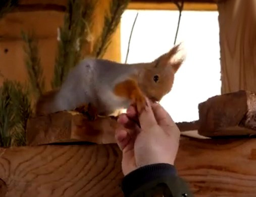 Белки купить продажа Киев Украина Київ - зображення 1