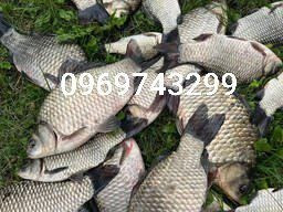 Зарибок щуки, коропа, товстолоба, карася, судака, білий амура, сома Біла Церква - зображення 8