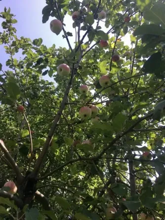 Продам будинок з великою ділянкою в с. Пилиповичі Бородянка