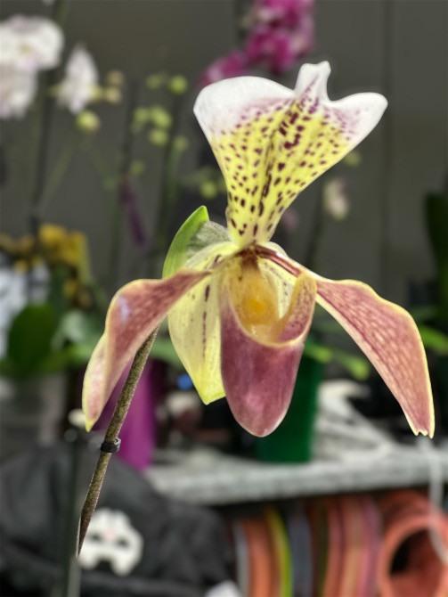 Квіти, рослини ЖК Варшавський+, купити, замовити доставка FlowerLove Київ - зображення 1