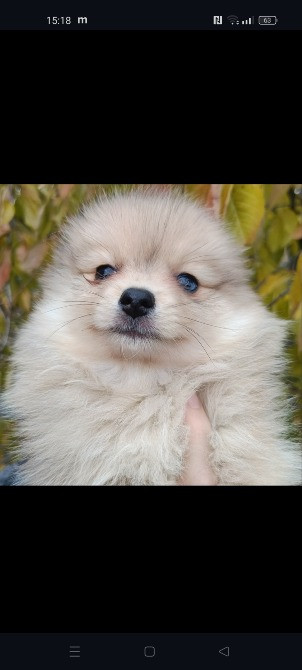 Продам щенят породи шпіц Дніпро - зображення 1