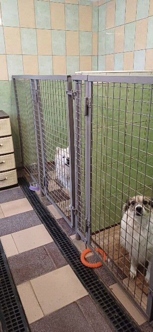 Гостиница Пес для собак - перетримка тварин у Київі, дім для собак Киев - изображение 8