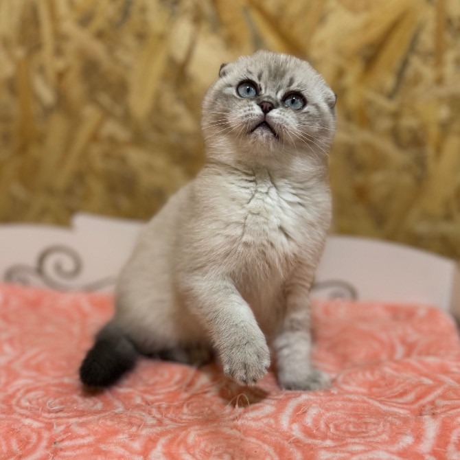 Шотландские котята с питомника Харків - зображення 3