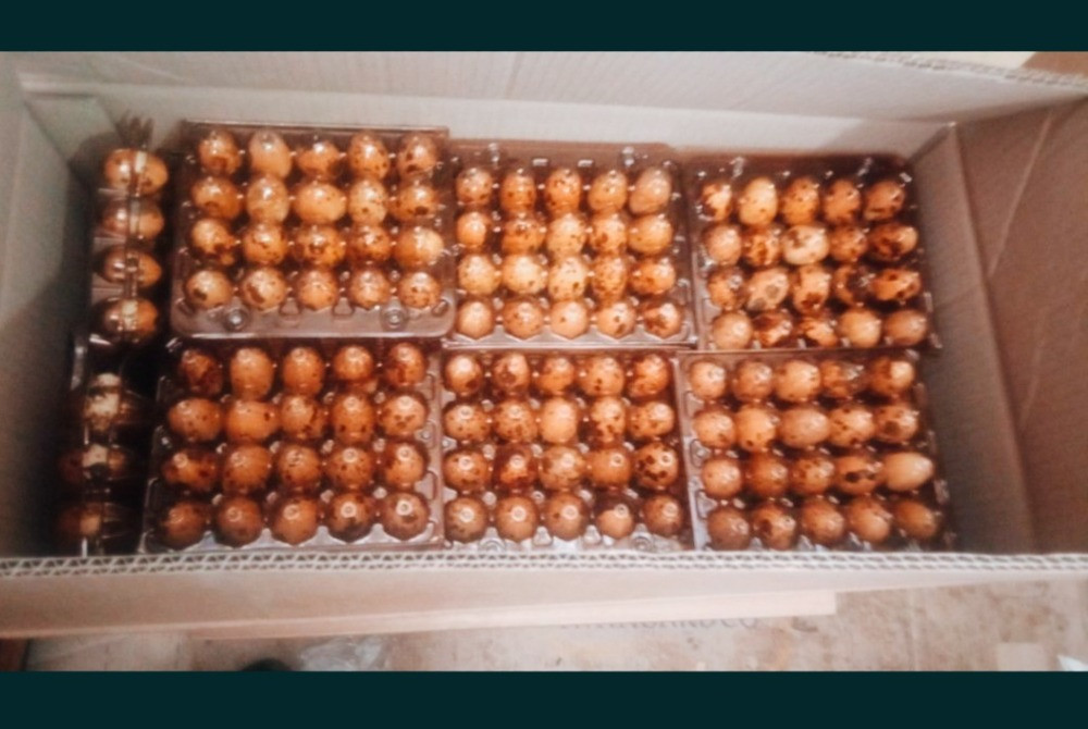 Продам яйца перепелиные оптом Запорожье - изображение 4