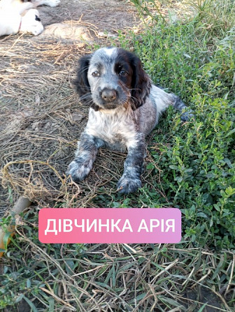 Цуценята спаніеля мисливського Хмельницький - зображення 5
