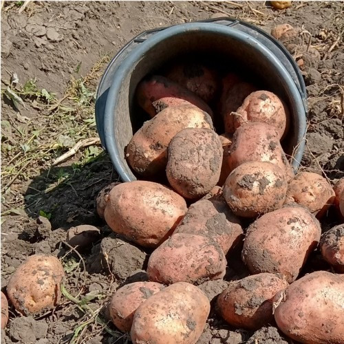 продам терміново в звязку з переїздам Житомир - зображення 1