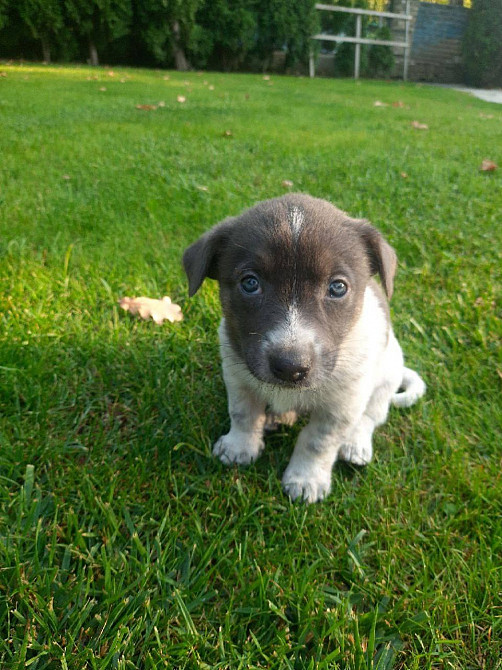 Віддам цуценят в добрі руки Харків - зображення 1