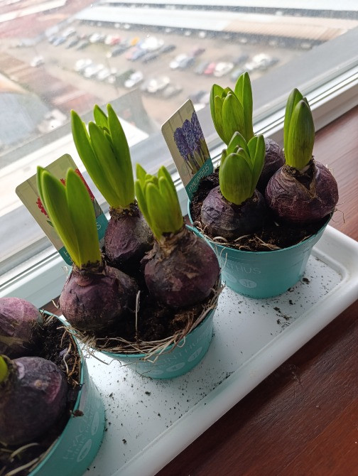 Гіацинти, живі квіти до свята ! Різноманітні кольори Київ - зображення 3