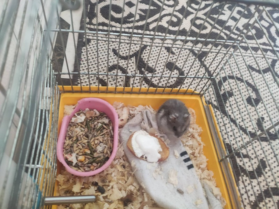 Віддам хом'яка зі всім необхідним Львів - зображення 2