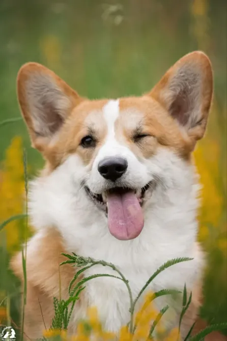 Дуже красивий хлопчик вельш коргі пемброк Харків - зображення 5