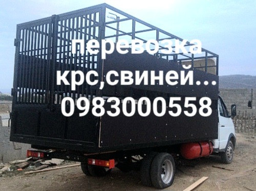 куплю коров, быков, лошадей Харків - зображення 2