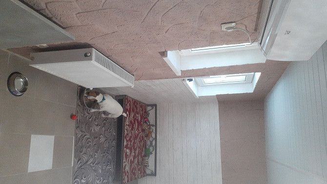 Гостиница Пес для собак - перетримка тварин у Київі, дім для собак Киев - изображение 11