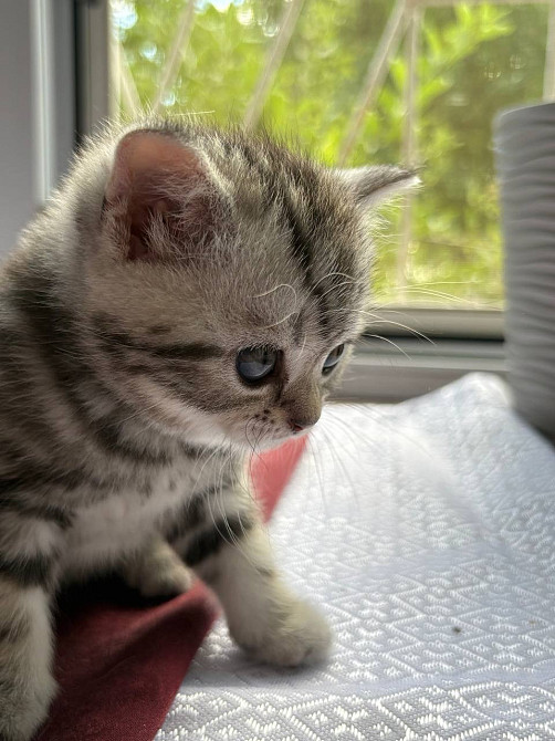 Щотландські мармурові нв сріблі прямовухі кошенята Scottish straight Київ - зображення 4