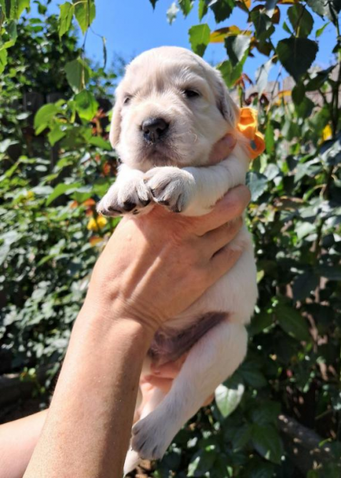 Золотистого ретрівера цуценята Bahur Львів - зображення 4