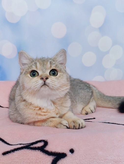 Британські кошенята золота дівчинка Одеса - зображення 2