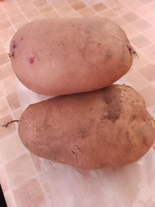 Продам картоплю Рогатин - зображення 1