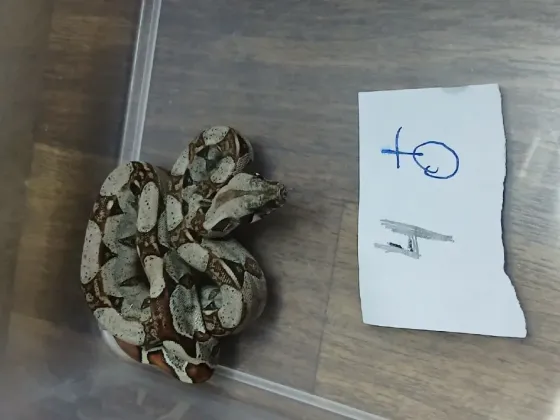 Продам императорских удавов Зміїв