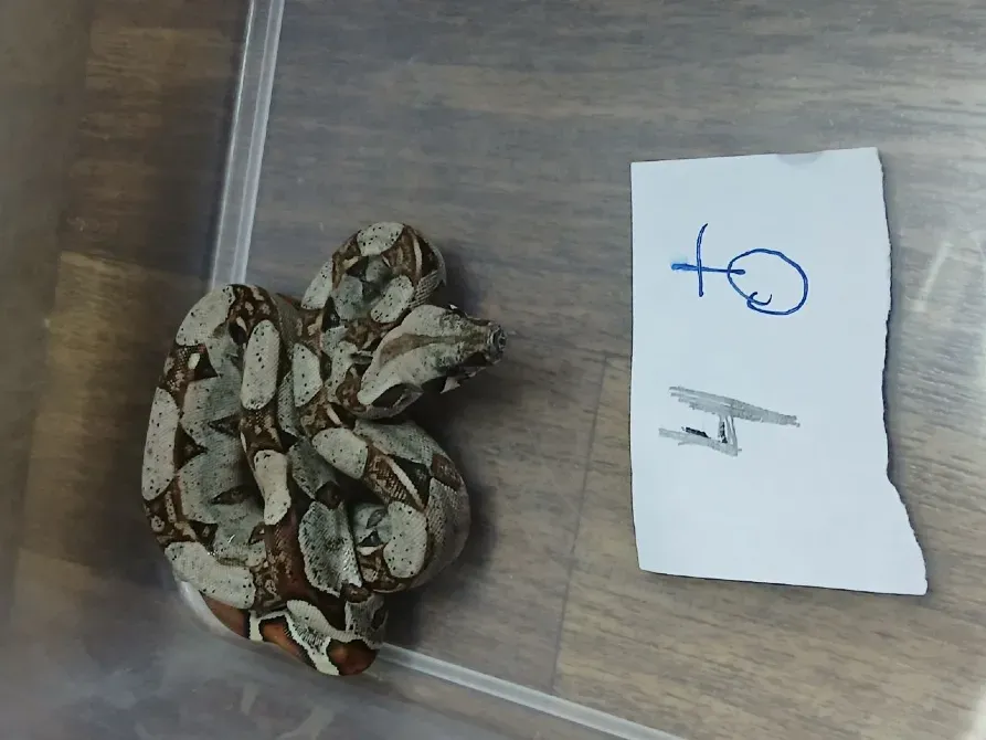 Продам императорских удавов Зміїв - зображення 1