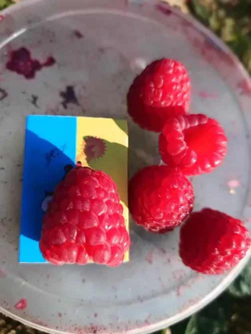 Саджанці малини ремонтантної Луцьк - зображення 1