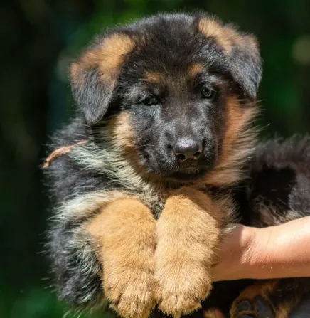Цуценята німецької вівчарки Київ - зображення 3