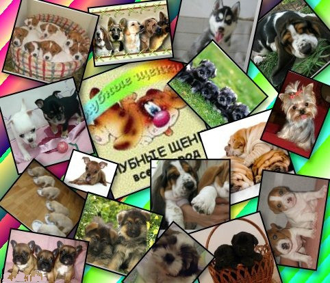 Приглашаем в клуб собаководства Суми - зображення 2