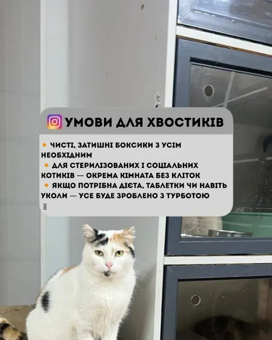 Перетримка для котиків. Котоготель Київ - зображення 4