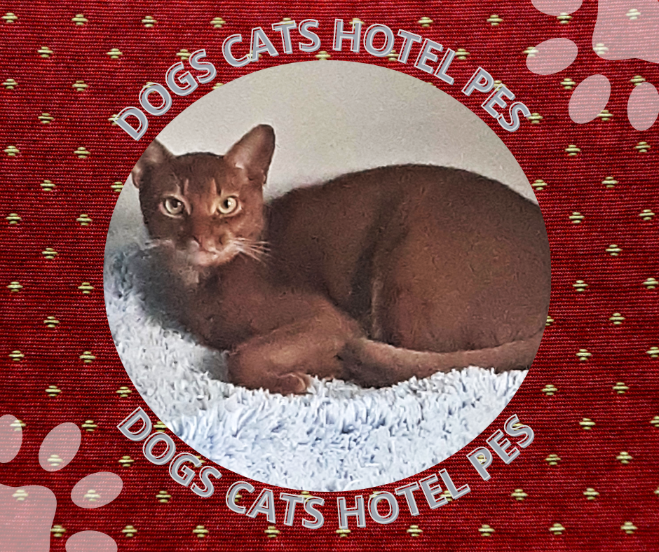 Отель для котов - зооготель, перетримка котів у Києві, котячий рай Киев - изображение 2