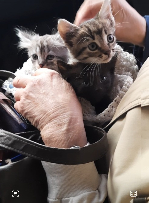 Кошенята Сміла - зображення 1