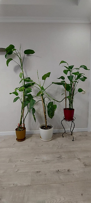 Продам кімнатні рослини Харьков - изображение 3