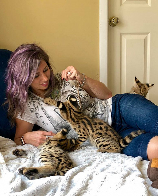 в наявності кошенята сервал Київ - зображення 4